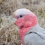 Galah without Crest