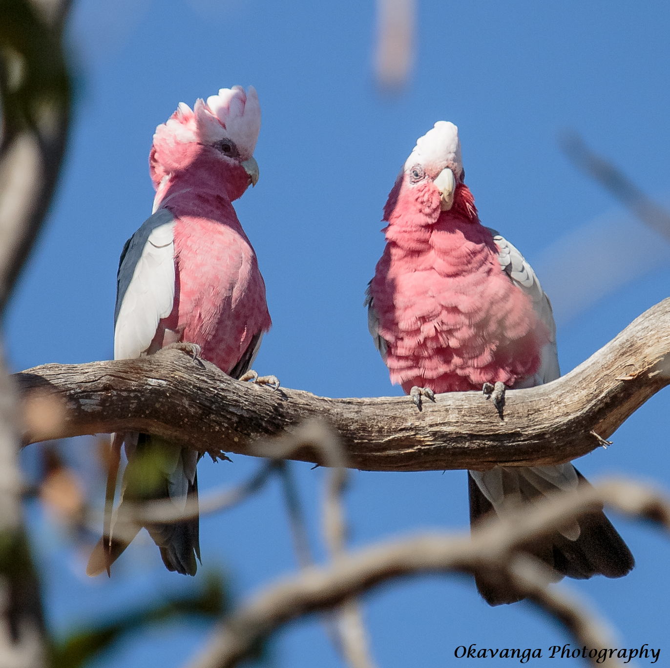 Galah Pair