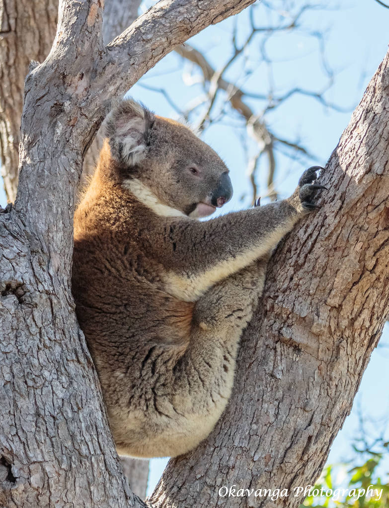 Koala at Rest by Okavanga