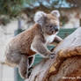 Koala Climb Down