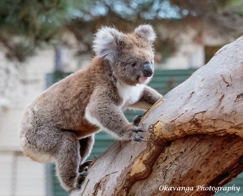 Koala Climb Down by Okavanga