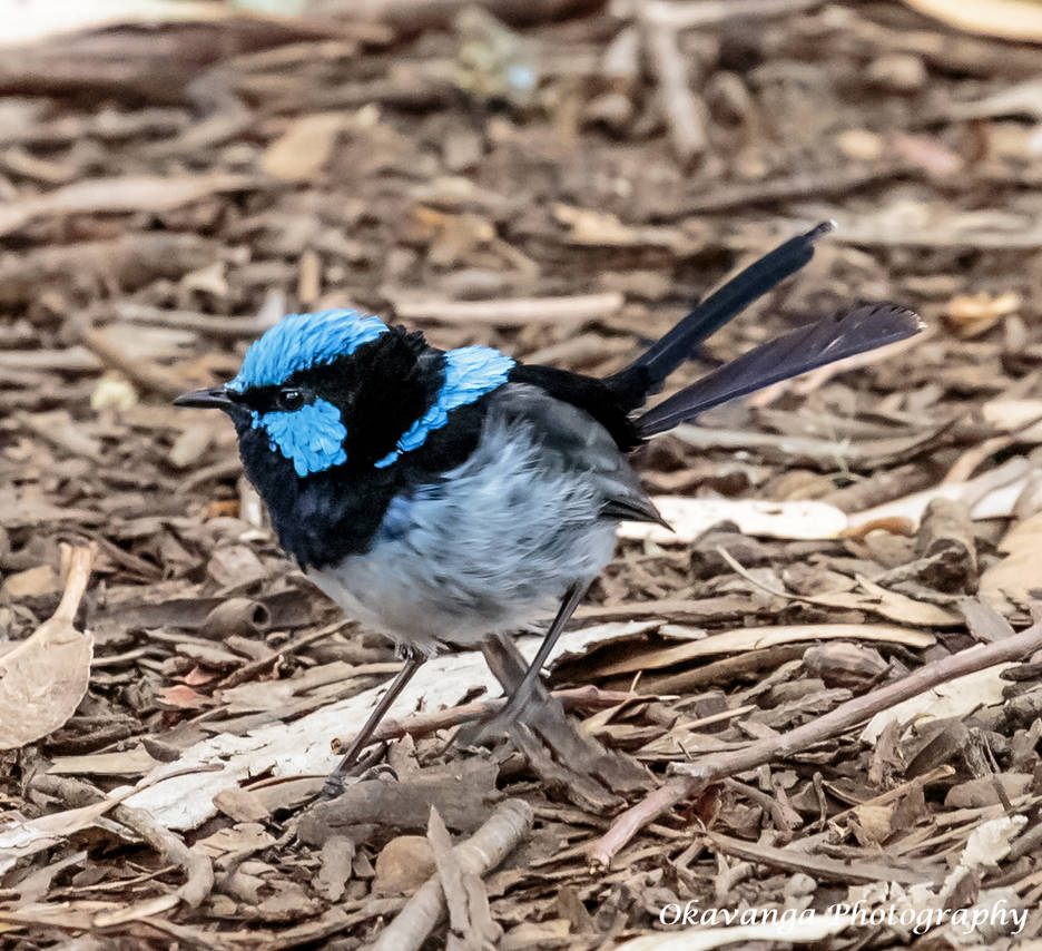 Superb Fairywren by Okavanga