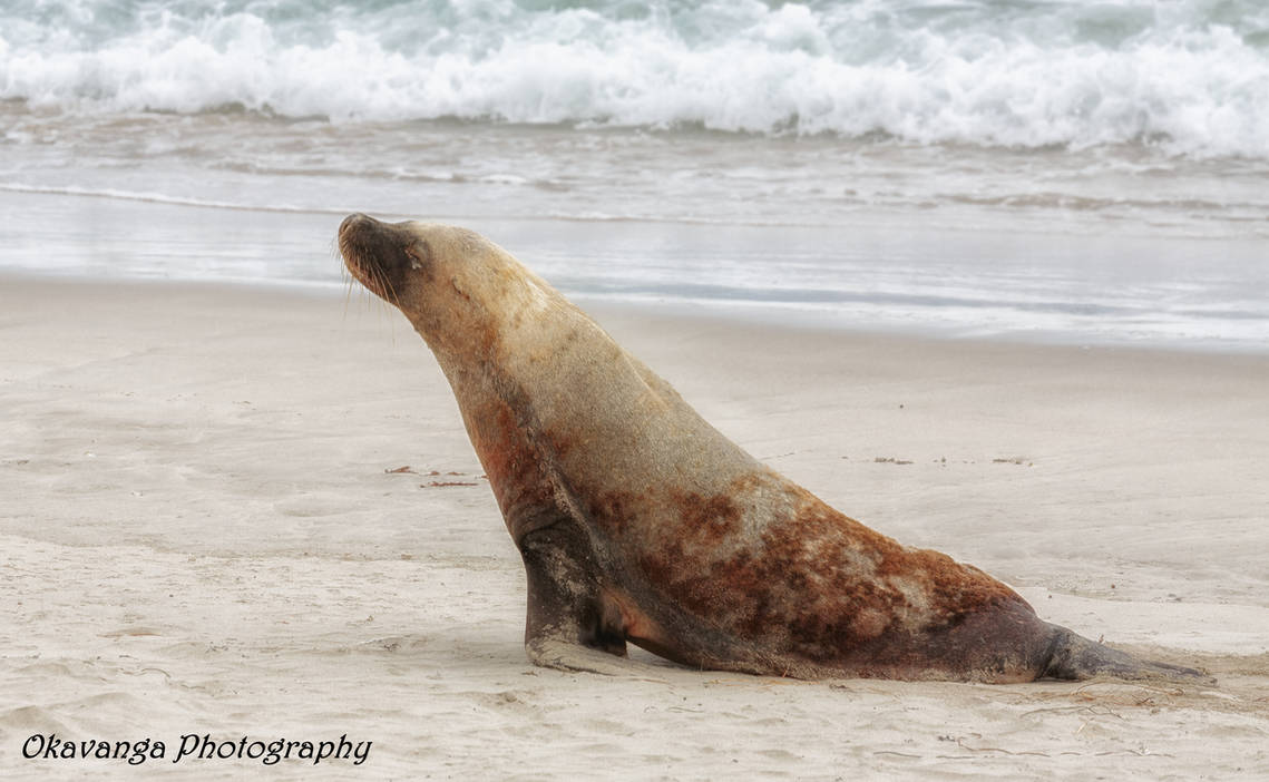 Sea Lion Dwam by Okavanga