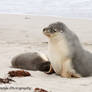 Sea Lion Young Female