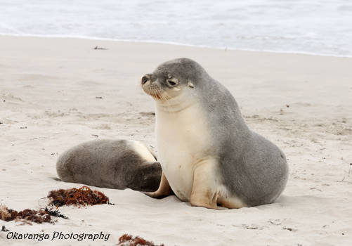 Sea Lion Young Female