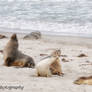 Sea Lion Bull Challenge