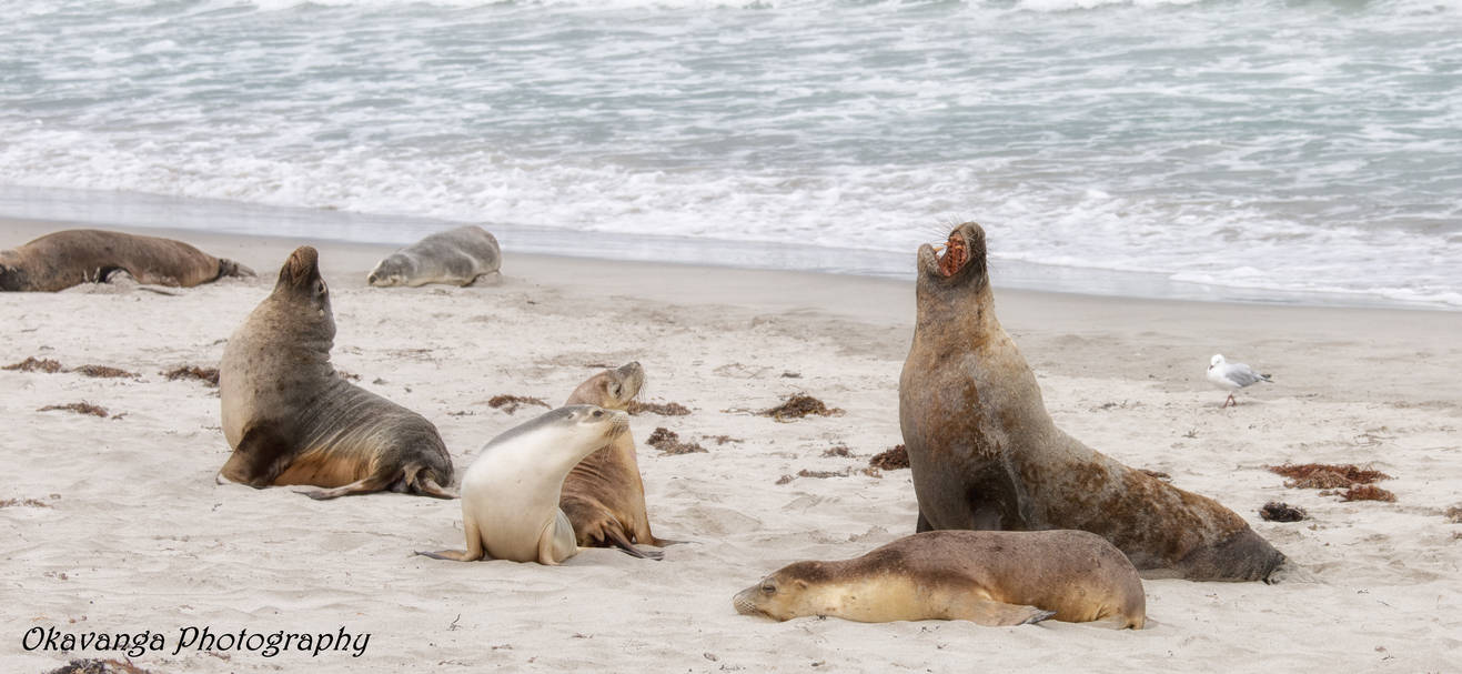 Sea Lion Bull Challenge by Okavanga