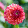 Botanic Garden Dahlia