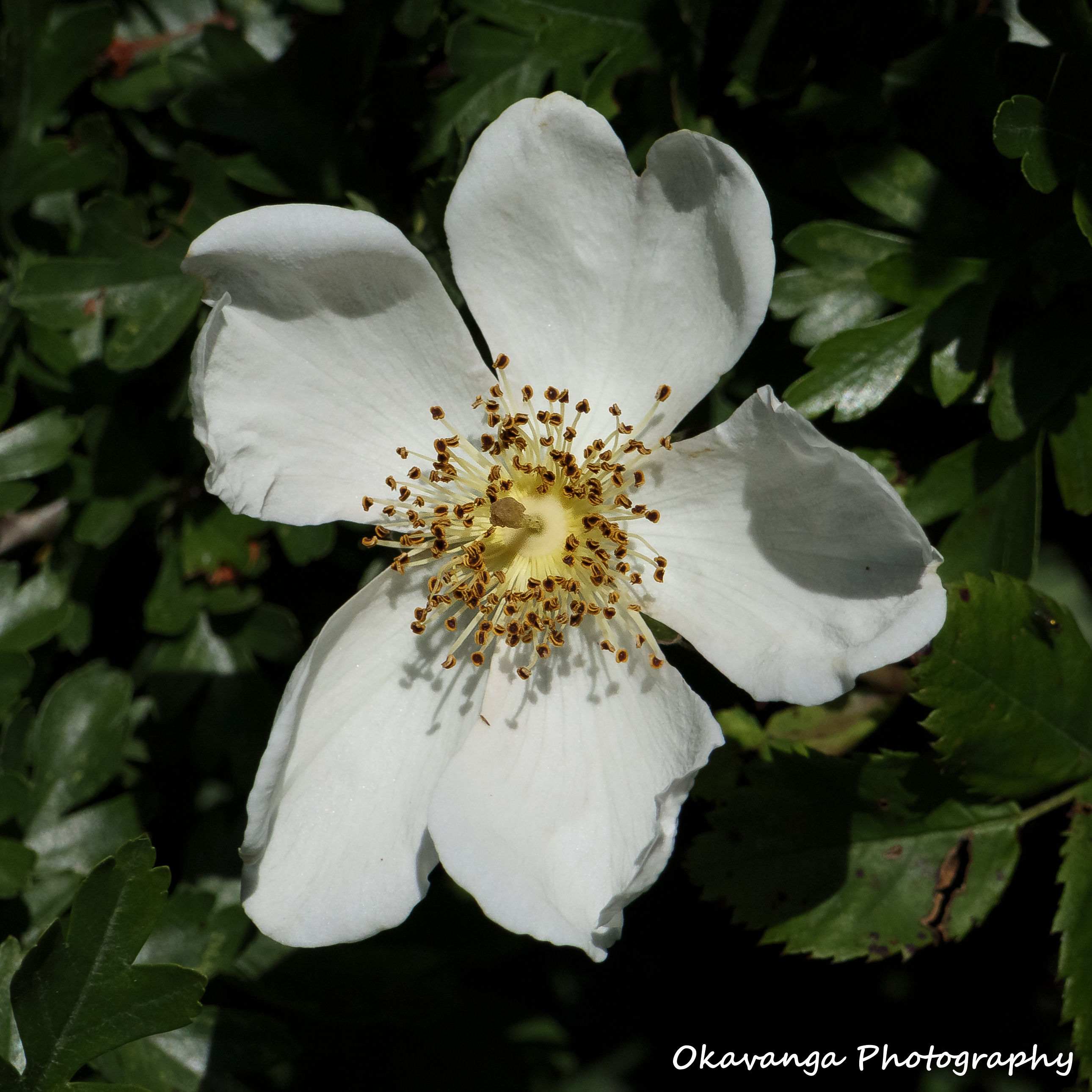 Summer Flowers - Wild Rose