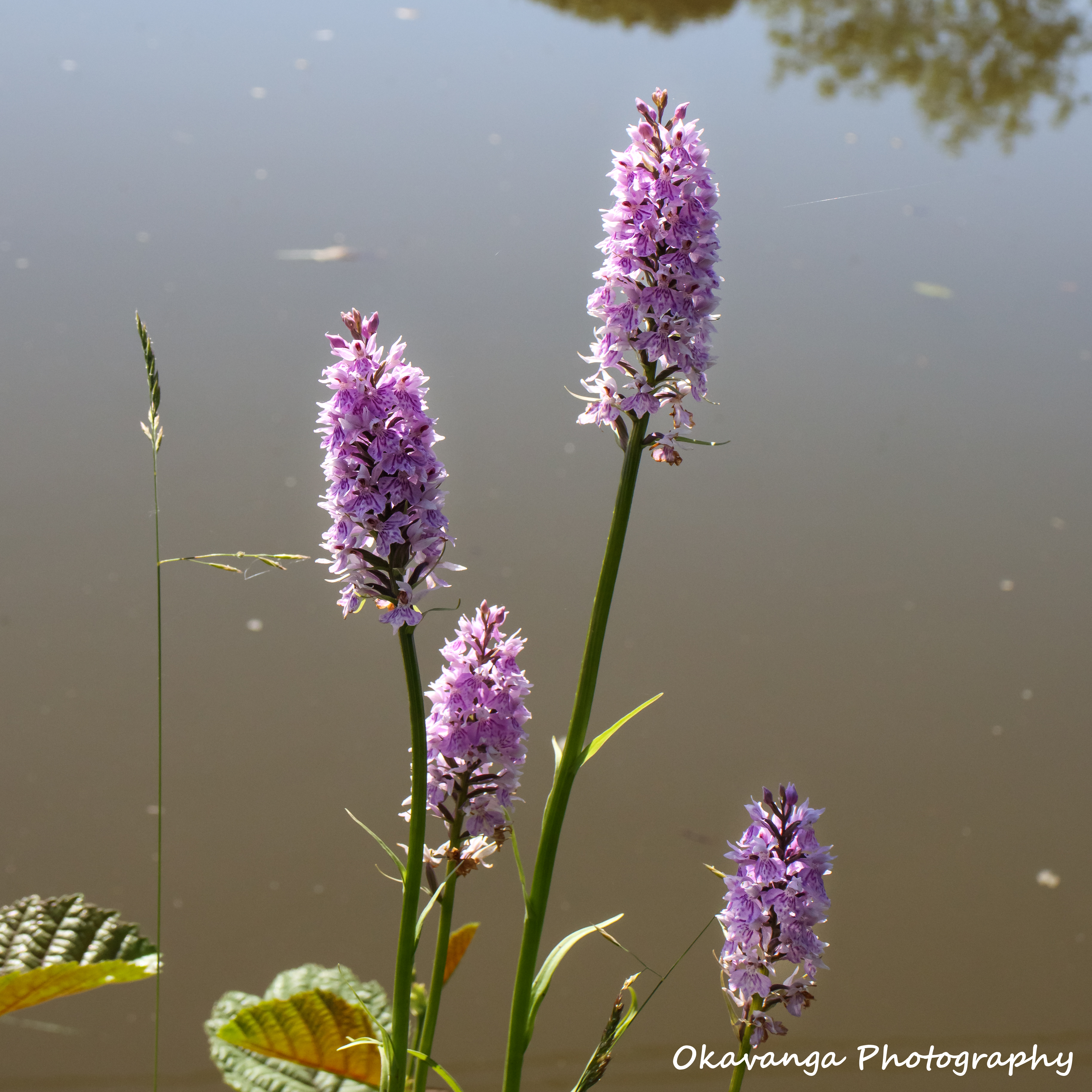 Summer Flowers - Wild Orchid