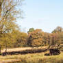 Lyme Hall Cattle Pano