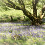 Walkies - Bluebells