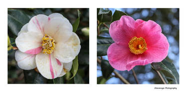 Kew Gardens - Camellia Diptych