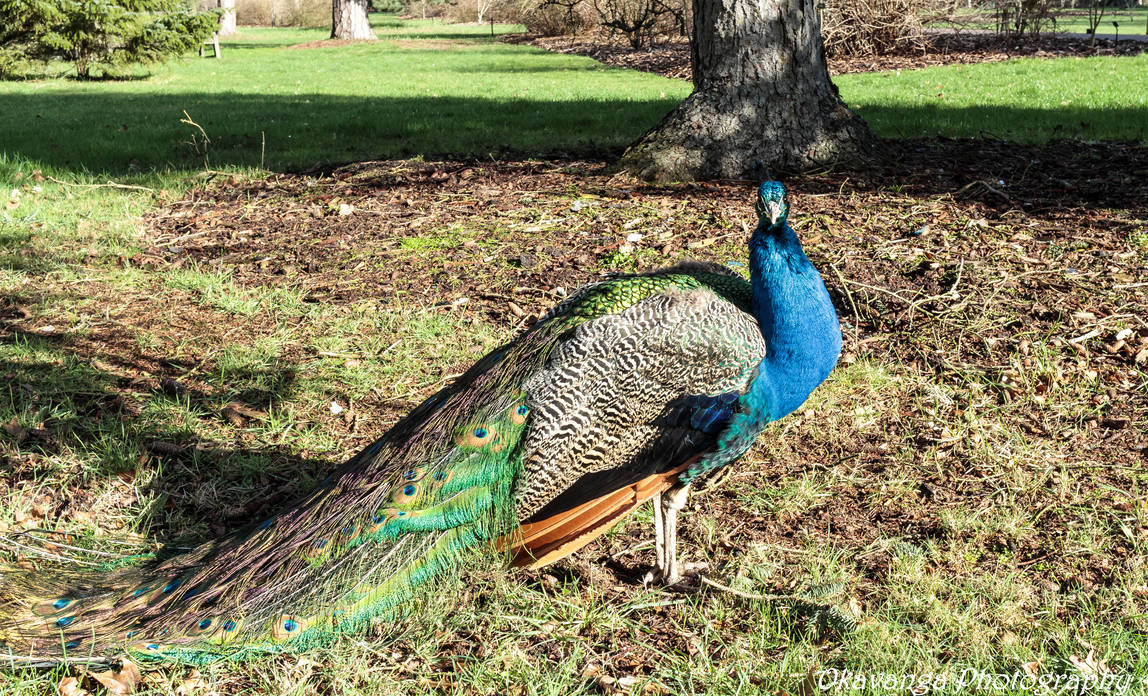 Kew Gardens - Peacock by Okavanga