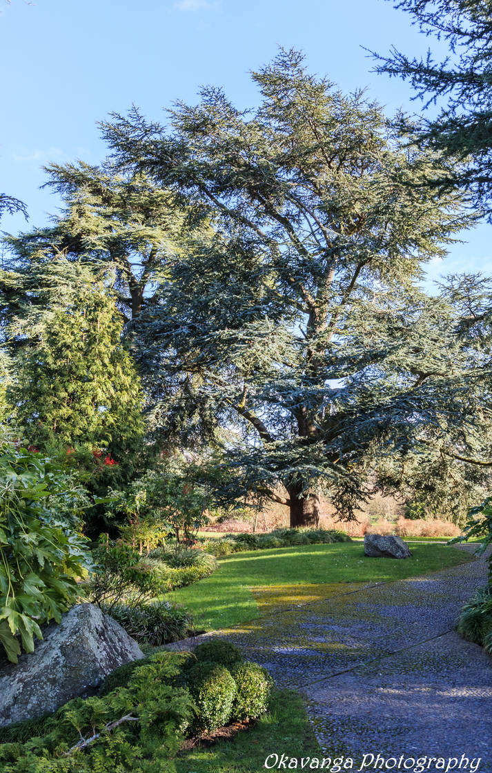 Kew Gardens - Japanese Treescape by Okavanga