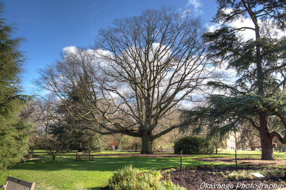 Kew Gardens - Treescape 1 by Okavanga