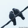 Jackdaws