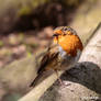 One-Eyed Robin Left View - Hare Hill