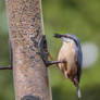 Nuthatch - Hare Hill