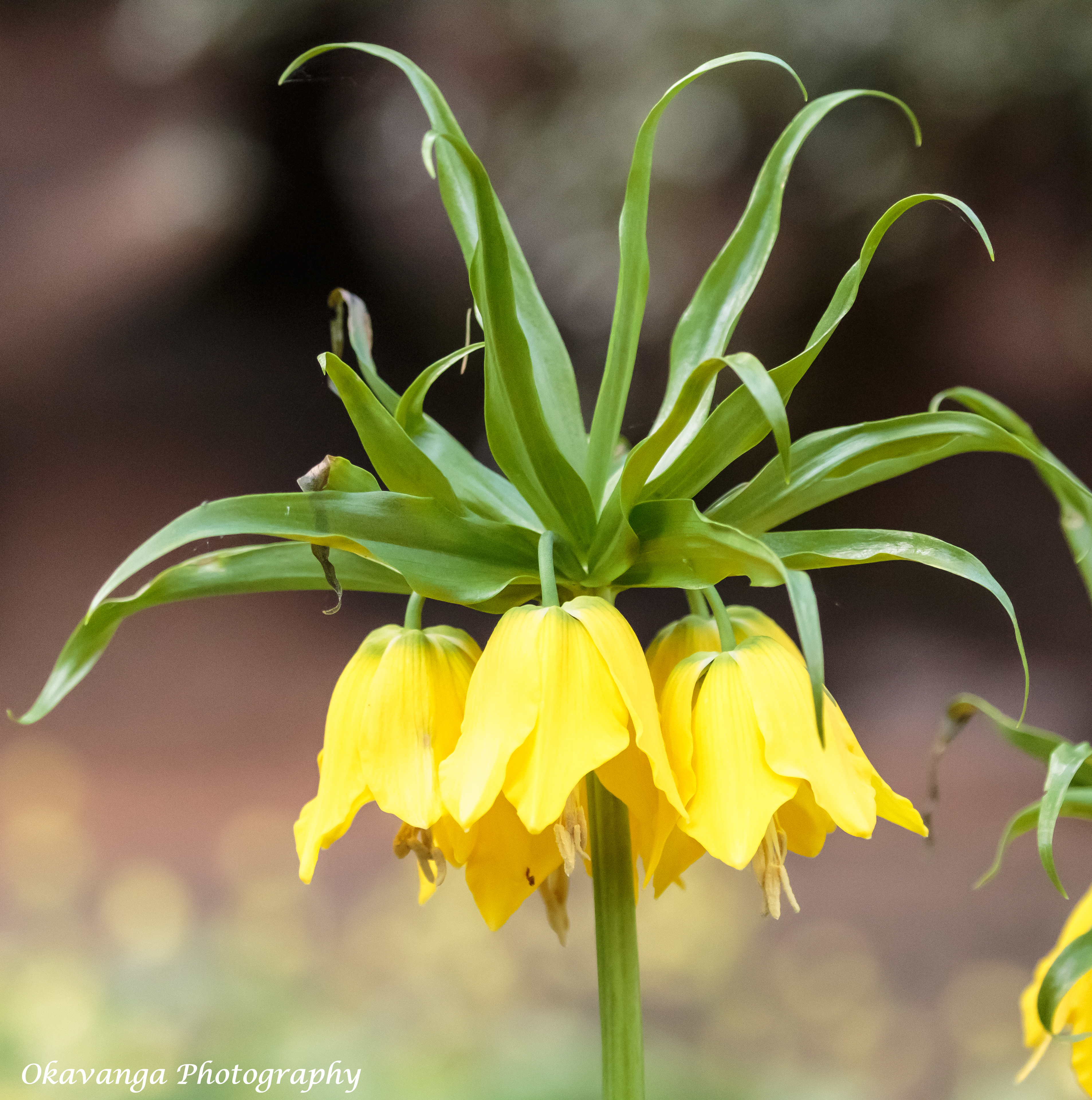 Hare Hill Flowers 2