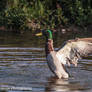 Alarmed Mallard