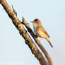 Whitethroat(?) 2