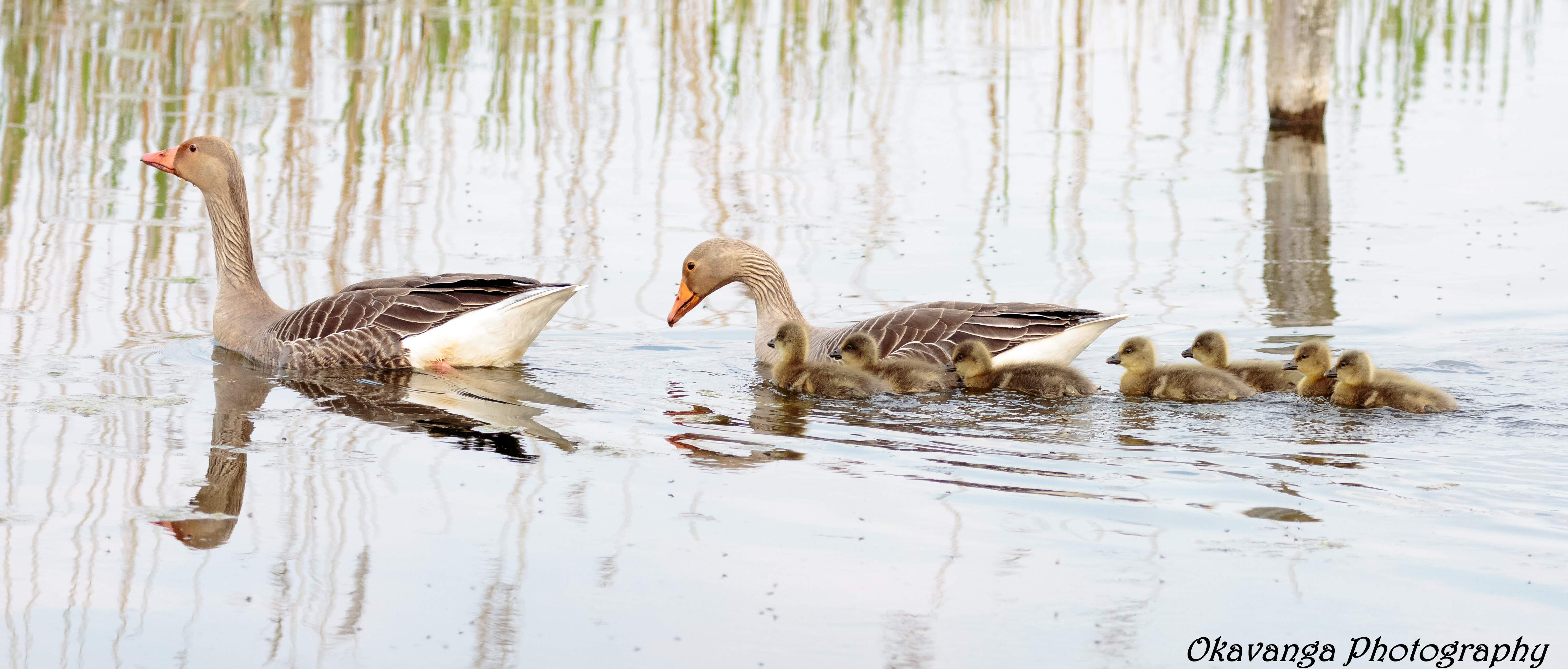 Greylag Family