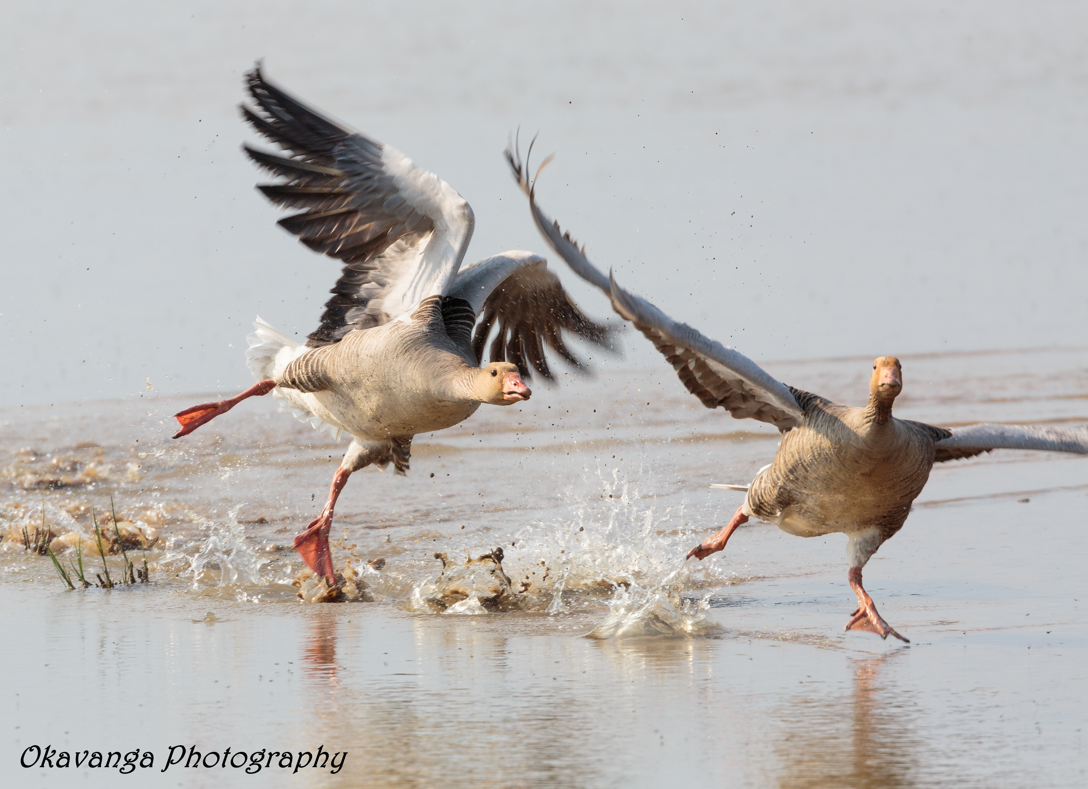 Greylag Attack!