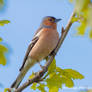 Male Chaffinch, Mersehead