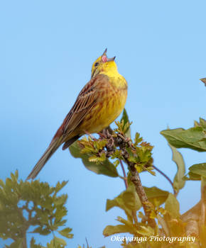 Yellowhammer 2