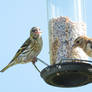 Siskin (Female) and Goldfinch (Juvenile)