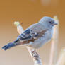 Greyheaded Sparrow (?)