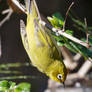 Yellow White-Eye