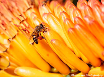 Feeding Bee