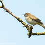 Chiffchaff 3