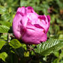 Rosa Rugosa 1