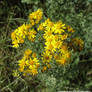 Ragwort (Senecio jacobaea)