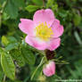 Dog Rose (Rosa canina)