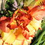 Gladiolus 2