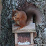 Red Squirrel, Cairngorms