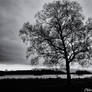 Carlingwark Loch - Trees