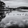 Carlingwark Loch - Gulls Walking on Water