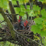 hungry beaks