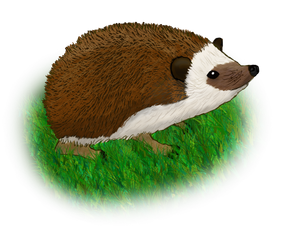 Hedgehog