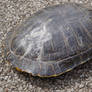 Kickapoo Turtle