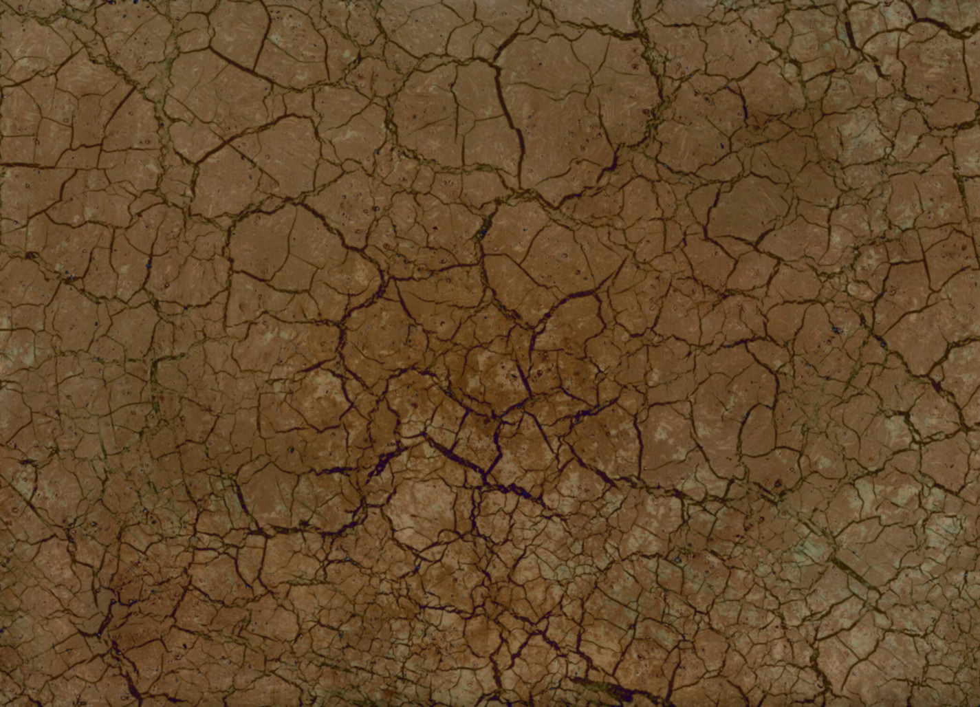 Biscuit Texture