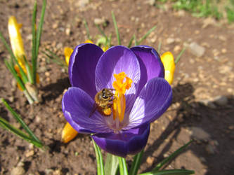 Bee Enjoying Purple Crocus