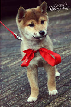 Chinchan, The Shiba Inu