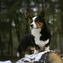 Clooney the Corgi