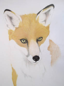 red fox pastel pencil